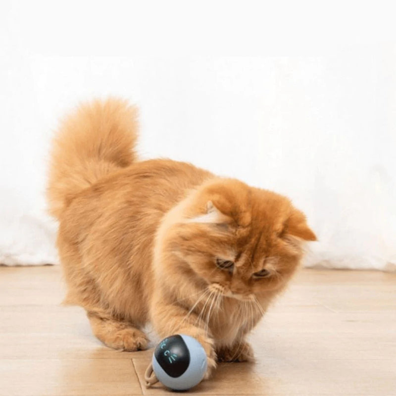 Bolinha Smart - Brinquedo Inteligente de Cães e Gatos - Caixa Favorita