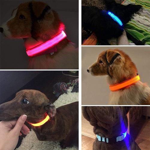 Coleira LED para Cachorro - Carregador USB - Caixa Favorita